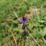 Polygala amarella Flor