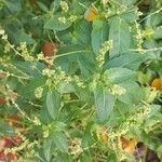 Mercurialis perennis Hoja