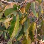 Terminalia paniculata Blatt