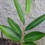 Alpinia zerumbet Leaf