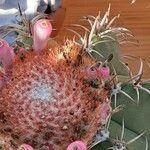 Melocactus matanzanus Kukka