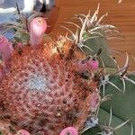 Melocactus matanzanus Květ