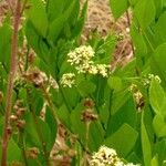Icacina oliviformis പുഷ്പം