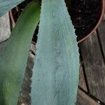 Agave sisalana 葉