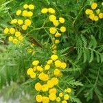 Tanacetum vulgareFlower