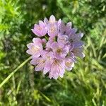 Allium roseum Õis