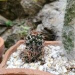 Mammillaria voburnensis Flower