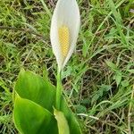 Spathiphyllum friedrichsthalii Flower