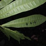 Vantanea parviflora ഇല