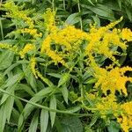 Solidago giganteaപുഷ്പം