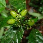 Gaertnera bieleri Fruit