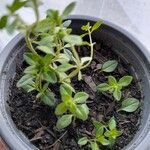 Origanum majorana पत्ता