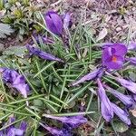 Crocus vernusΛουλούδι