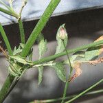 Cephalaria transsylvanica Φλοιός