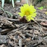 Pyrrhopappus carolinianus Flower