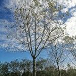 Populus deltoides Azala