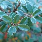 Cotoneaster cochleatus Yeri