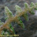 Cosentinia vellea Mosusu