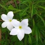 Plumeria pudicaFlower