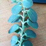 Kalanchoe marnieriana Leaf