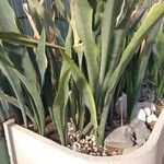 Dracaena pethera Листок