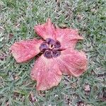 Hibiscus cannabinus Flor