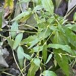 Persicaria hydropiper Leaf