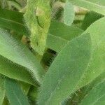 Hieracium albiflorum Blatt