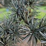 Cedrus atlantica List