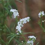 Heliotropium longiflorum Blüte