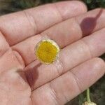 Santolina rosmarinifolia Flower
