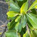 Duranta erecta Likasa