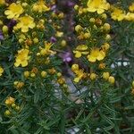 Hypericum hyssopifolium Други