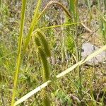 Carex pseudocyperus Flower
