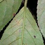 Casearia corymbosa Blad