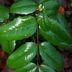 Mahonia aquifolium Folla