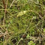 Fimbristylis autumnalis Habit