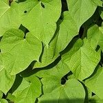 Ipomoea purpurea Hoja