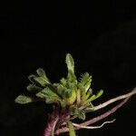 Werneria pectinata Other