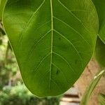 Ficus benghalensis পাতা