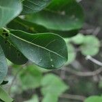 Ficus reflexa ഇല