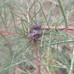 Hakea sericea Fruct