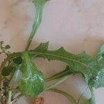 Hypochaeris glabra Leaf