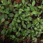 Psychotria globosa Hábito