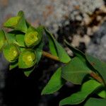 Euphorbia duvalii Kvet