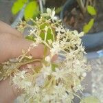 Hydrangea paniculata Flower