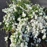 Exochorda × macrantha Habit