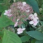 Hydrangea serrata Кветка