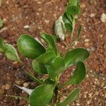 Scaevola coriacea 葉