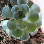 Echeveria australis Leaf